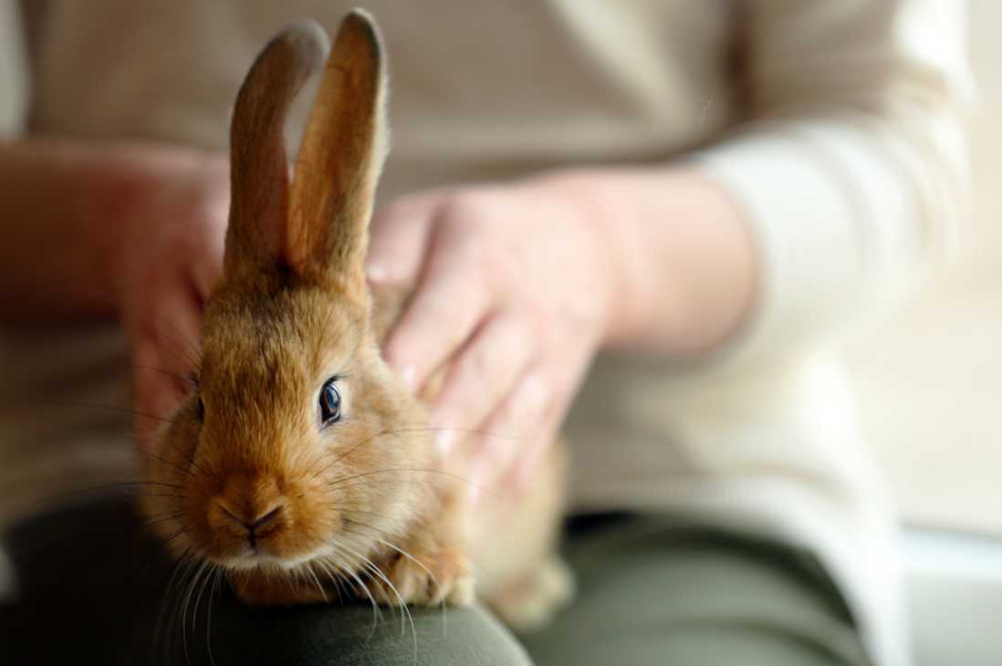 how to calm a rabbit