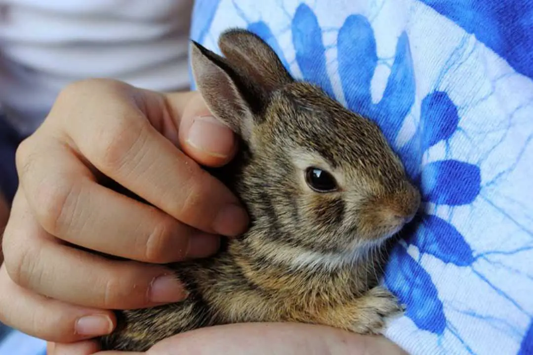 how to calm down a bunny