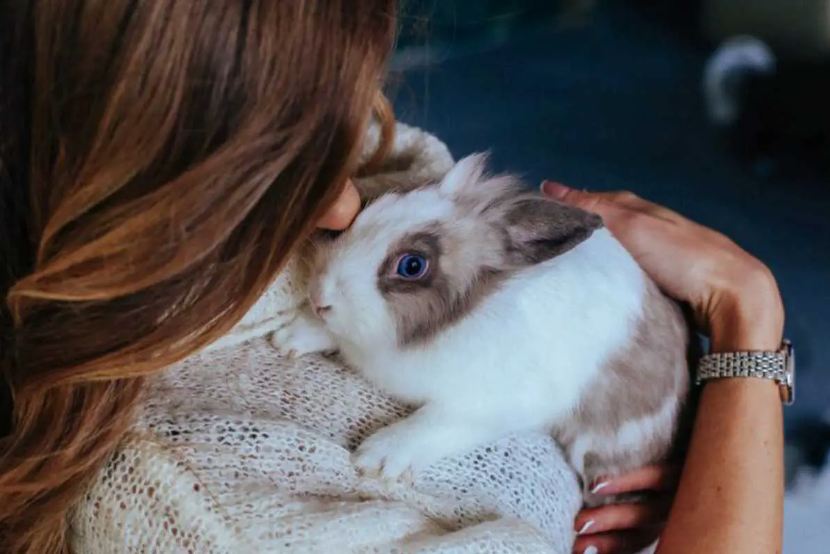 how to calm down a scared bunny