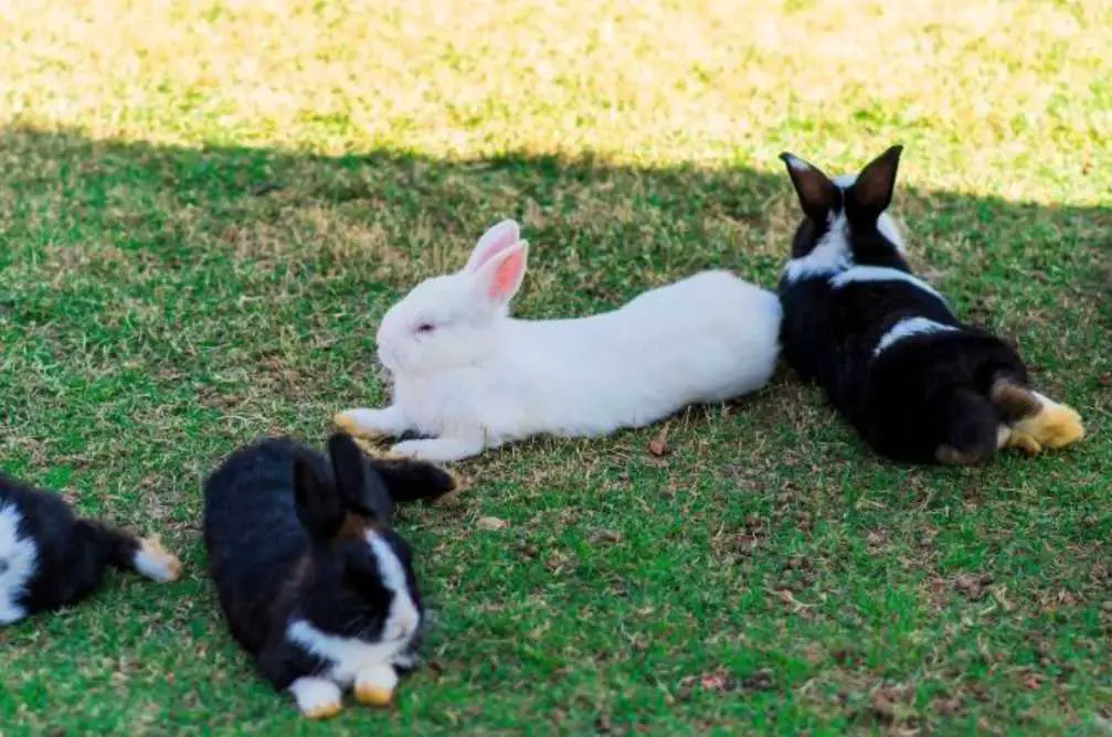 how to cool down a rabbit