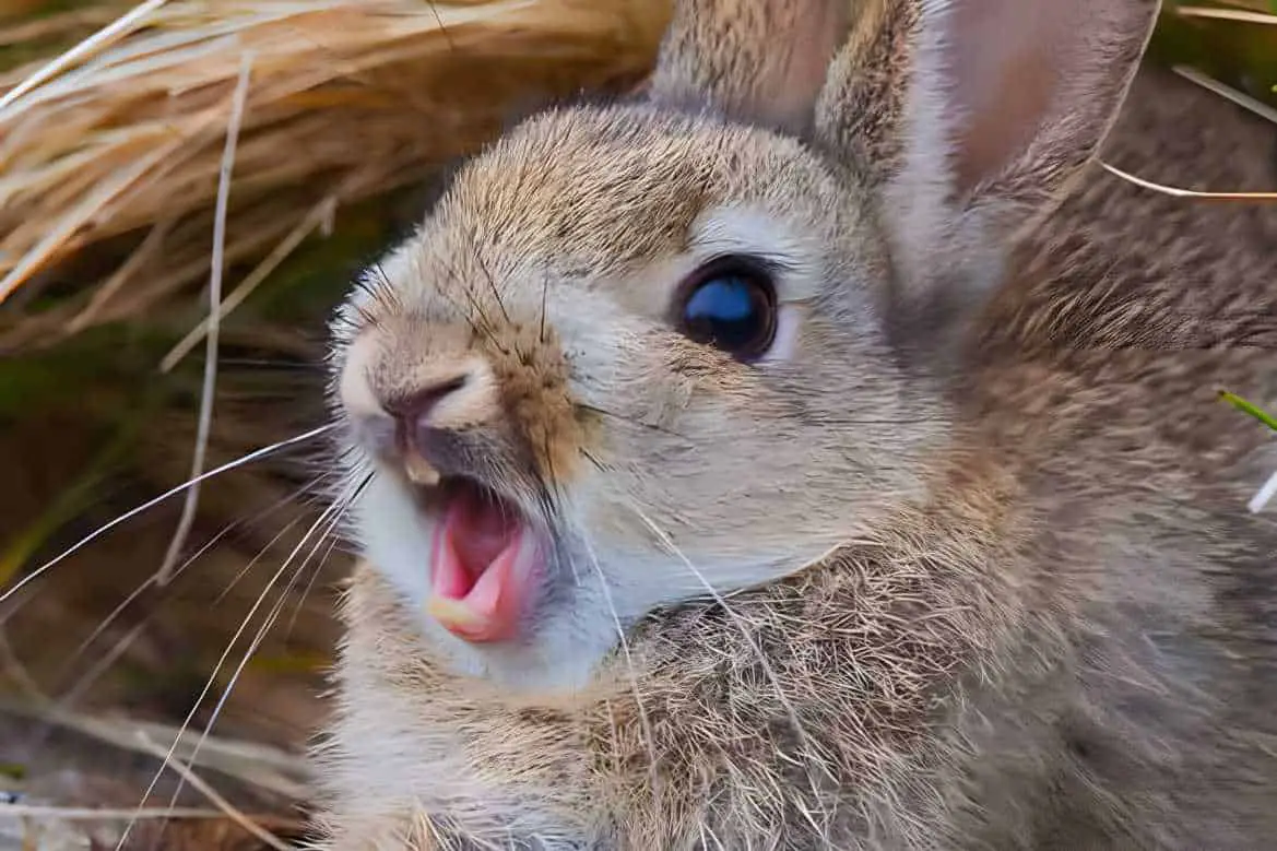 how to keep bunnies warm in the winter