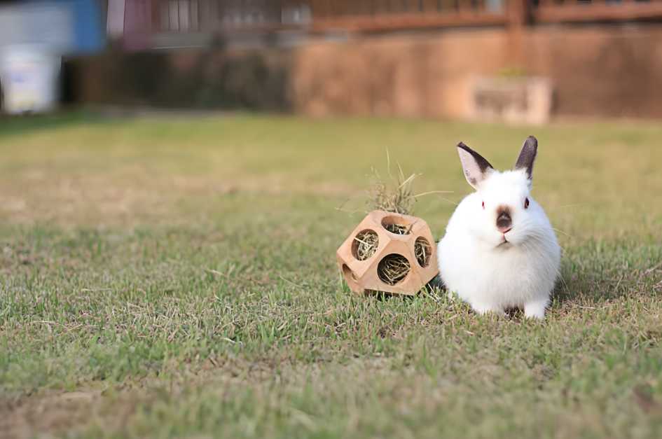 how to play with your bunny