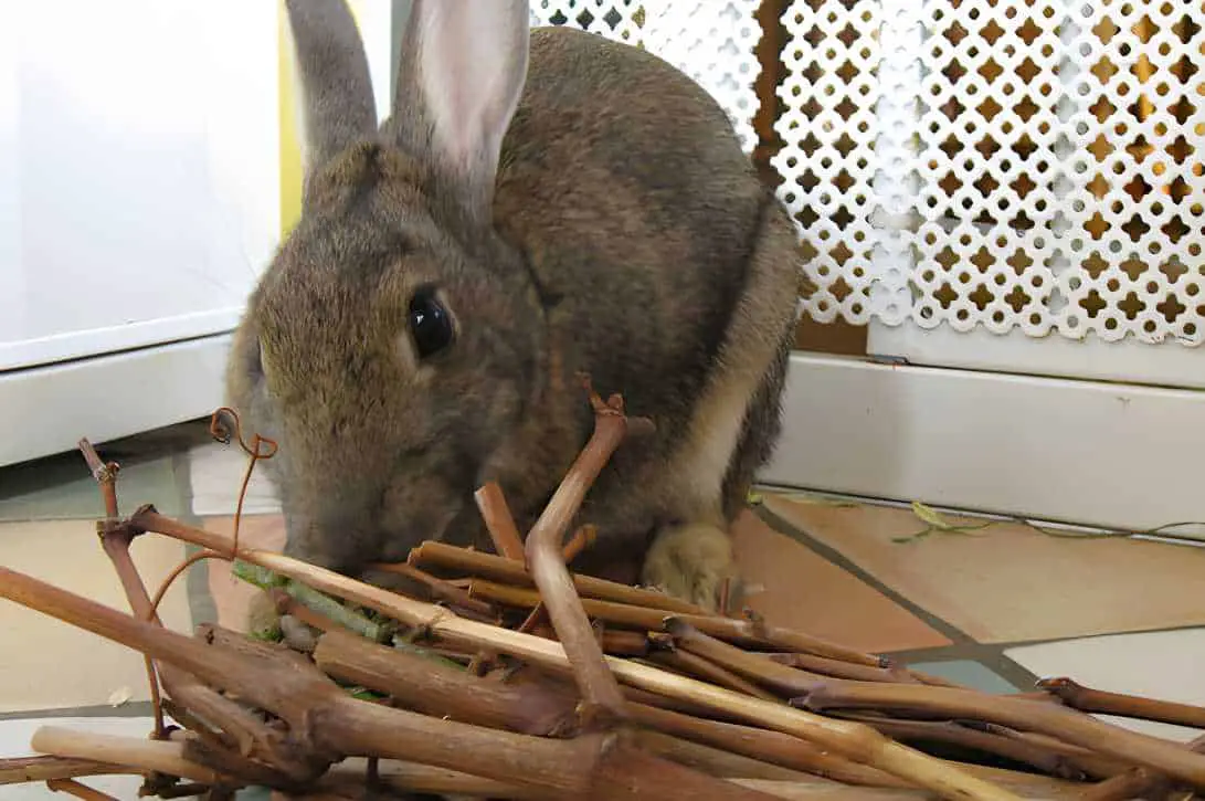 how to stop rabbits chewing