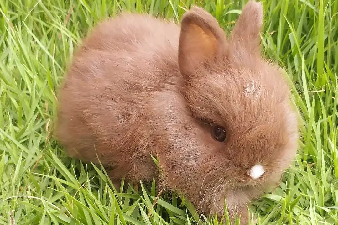 jersey wooly bunnies