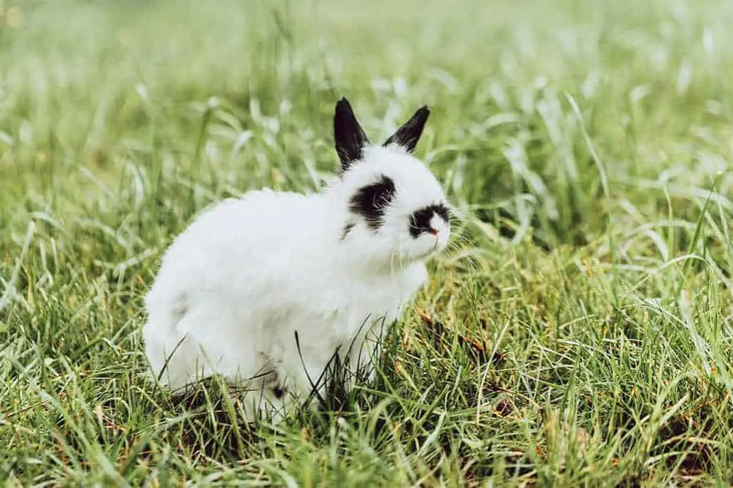 jersey wooly rabbit