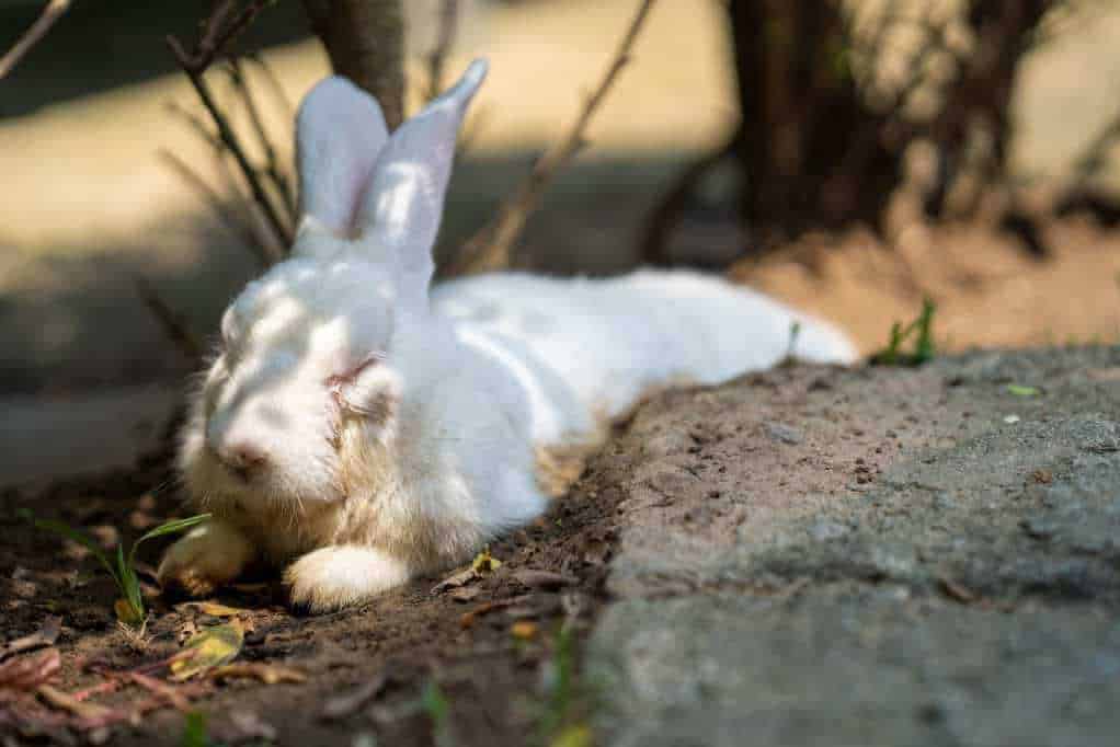 keeping rabbits cool in summer