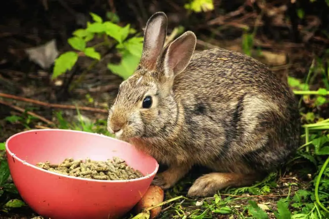 rabbit allergy symptomsrabbit allergy symptoms