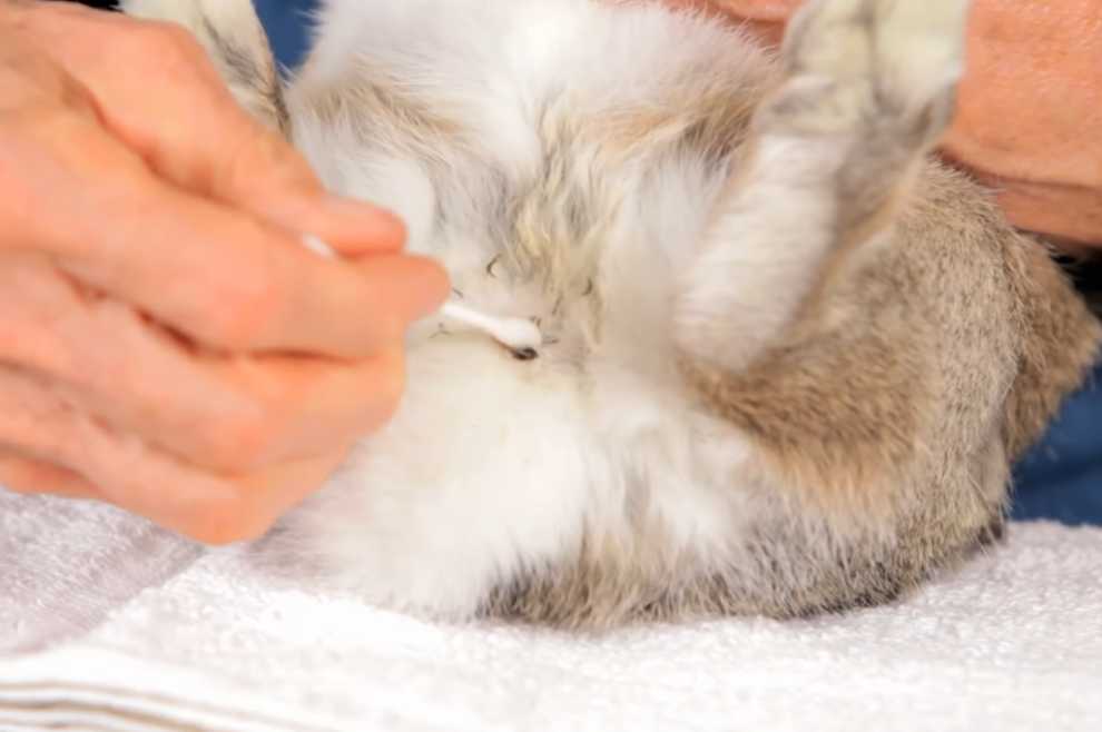 rabbit anal gland