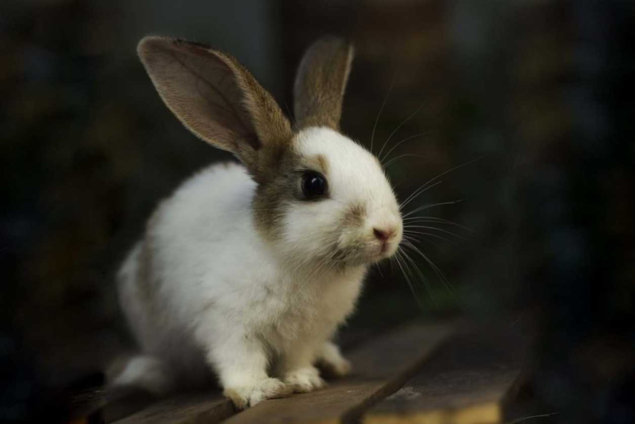 rabbit breathing fast and lying down