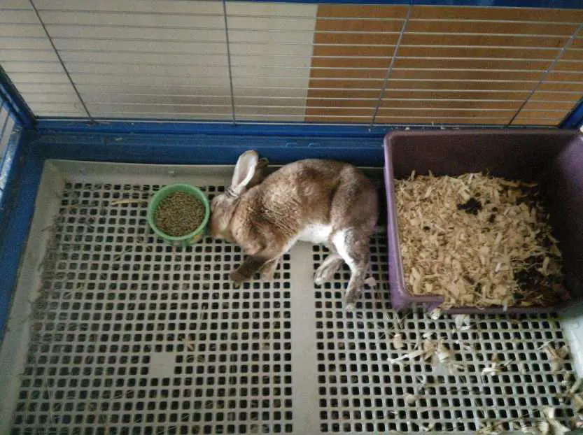 rabbit died suddenly