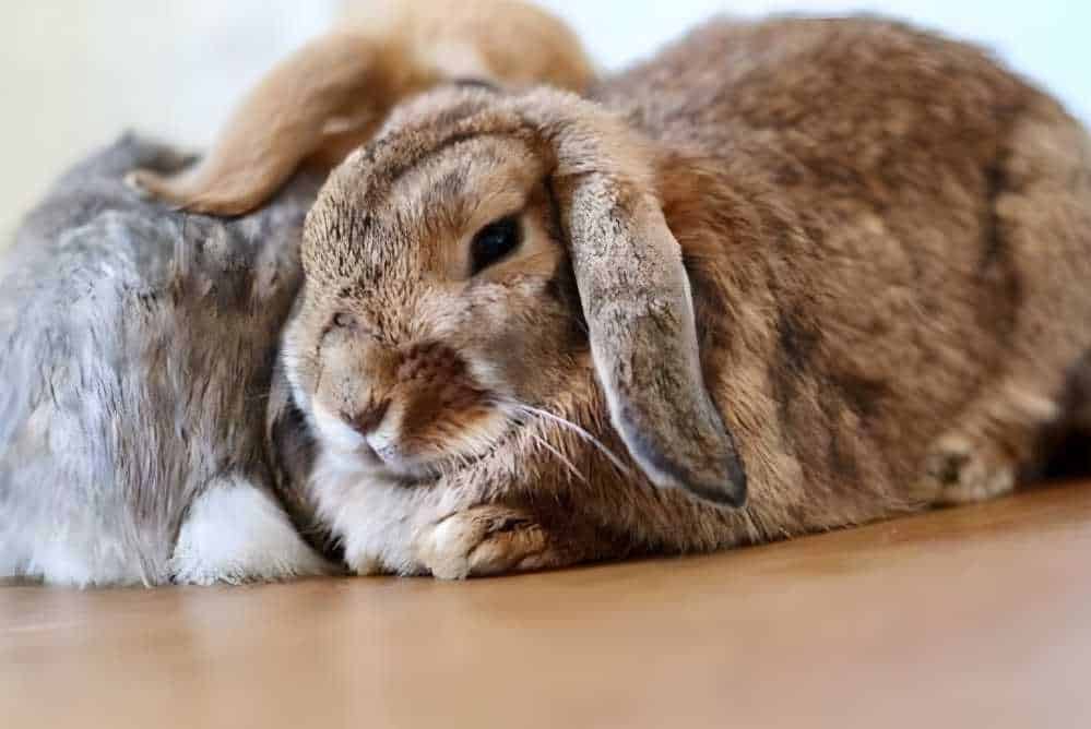 rabbit fast breathing