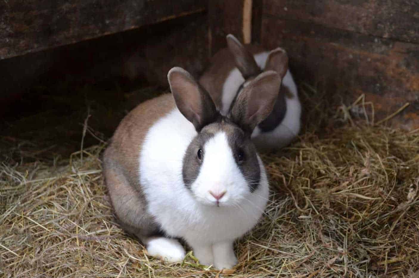 rabbit in other languages