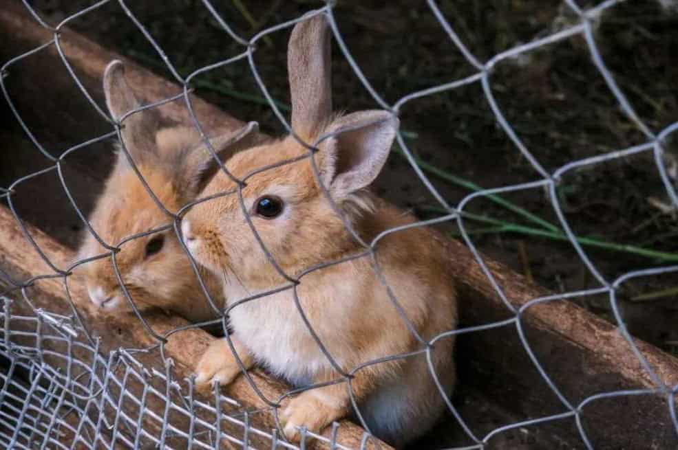 rabbit in the heat