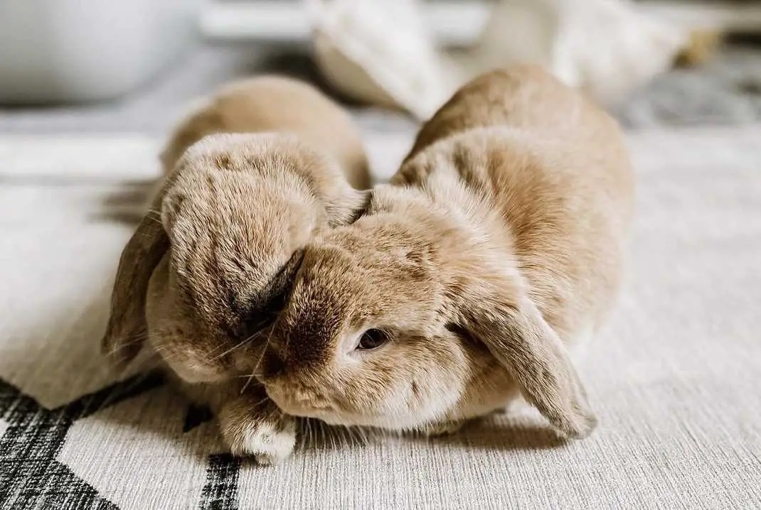 rabbits as pets indoors