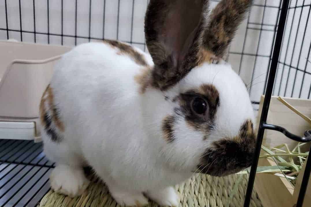 rhinelander rabbits for sale