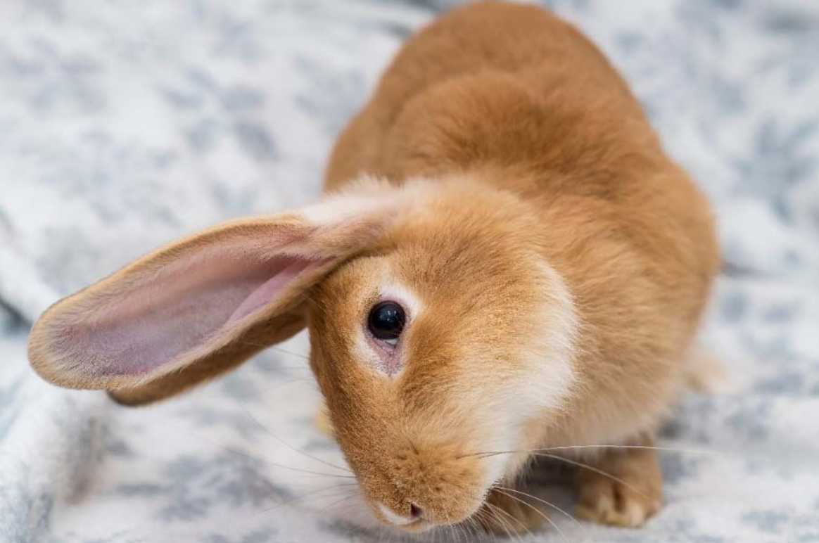 rye neck in rabbits