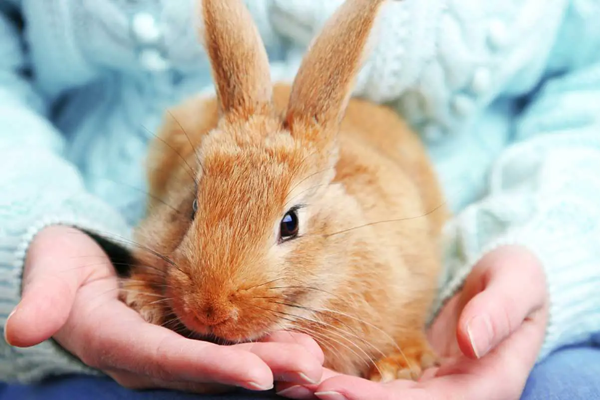 scared rabbit behavior