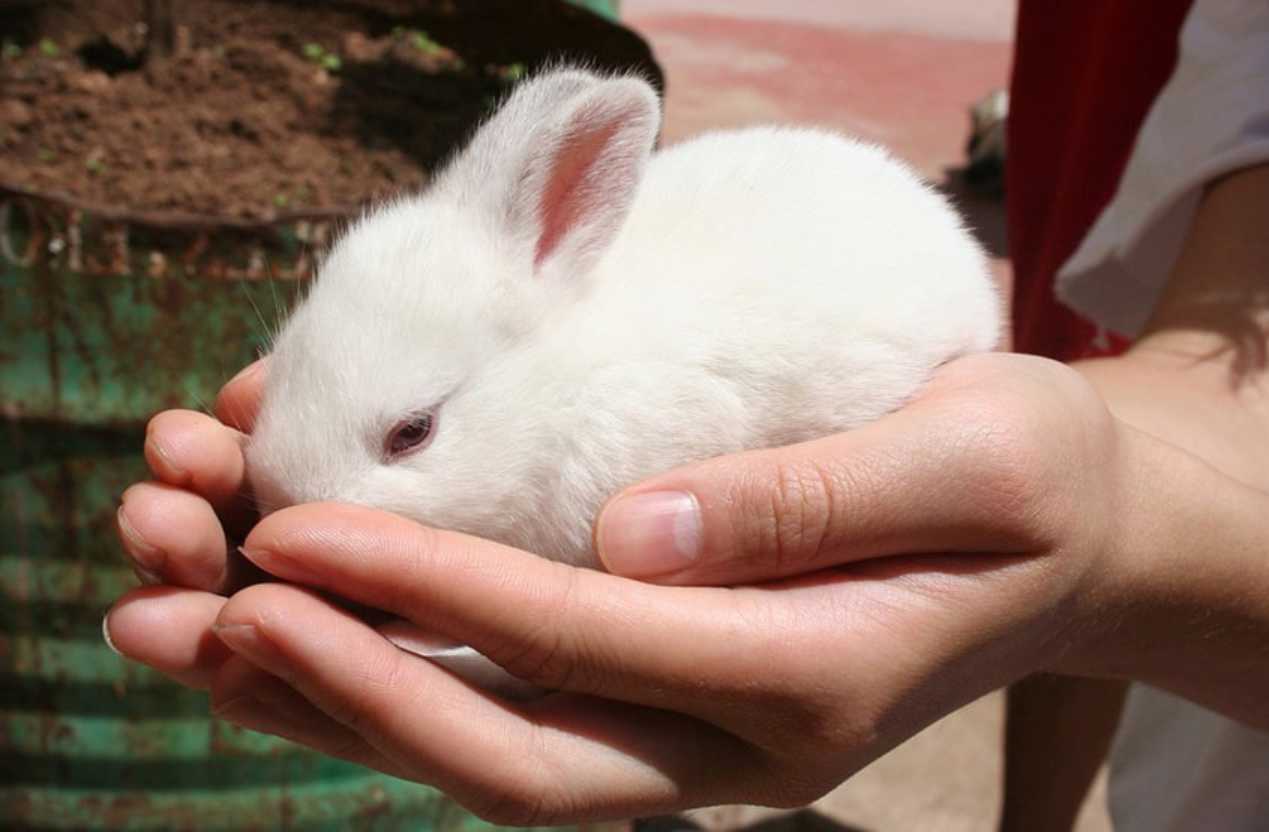 stressed rabbit