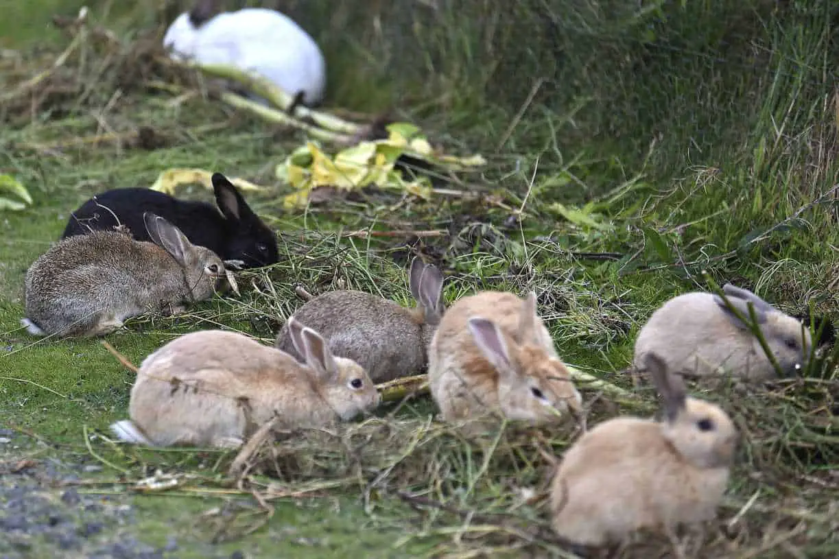 what attracts rabbits