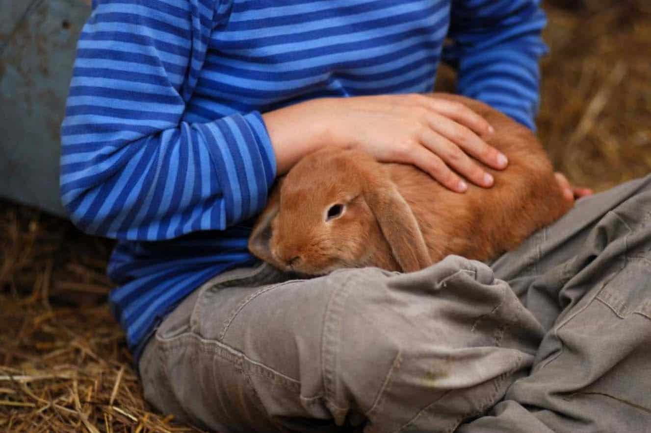 why is my rabbit digging at everything