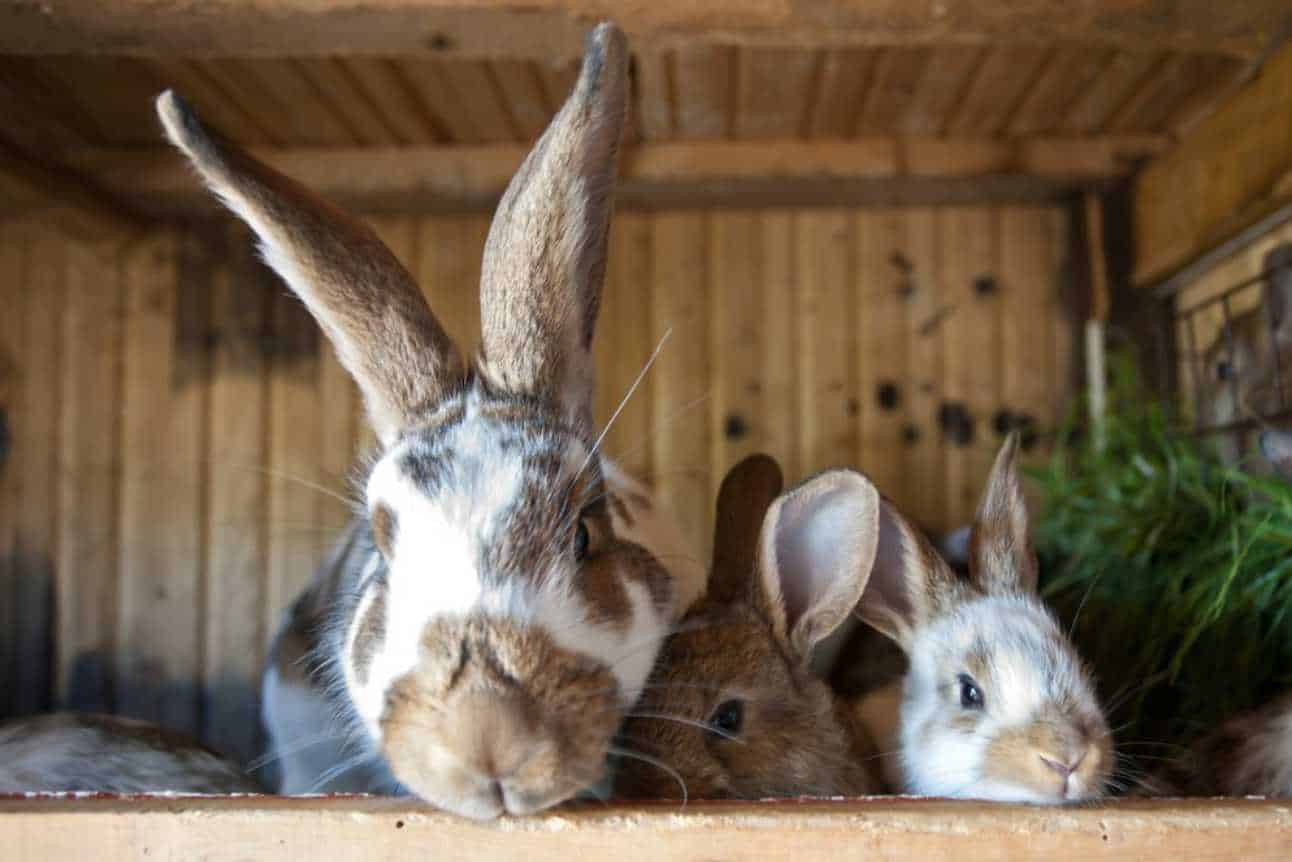 What Happens When The Rabbit Eats Peanuts