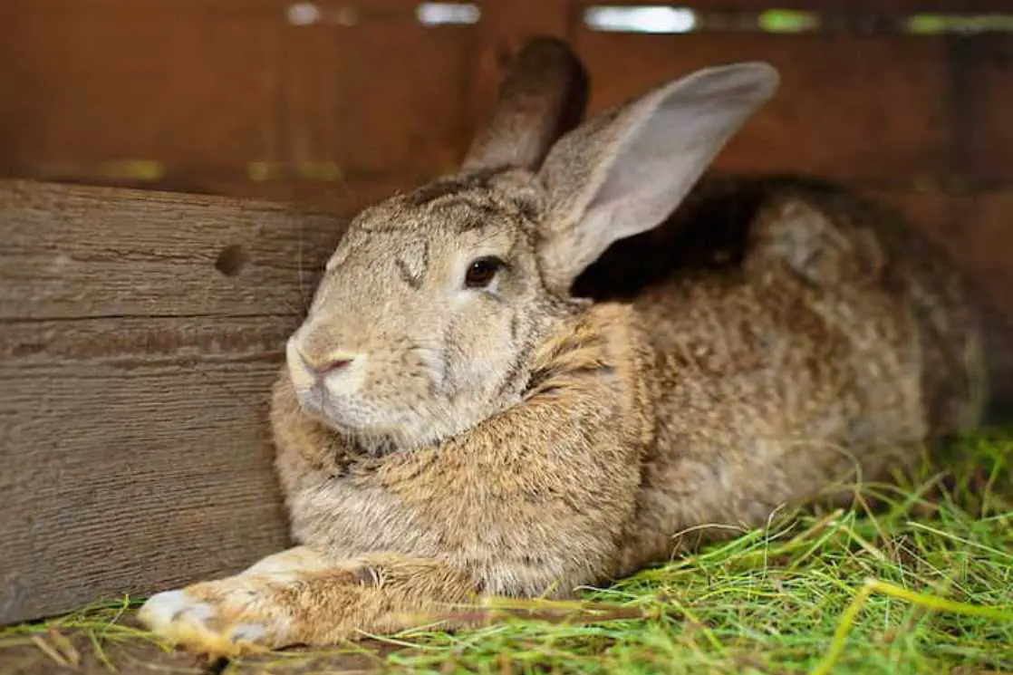 Why Are Peanuts Not Good For Rabbit