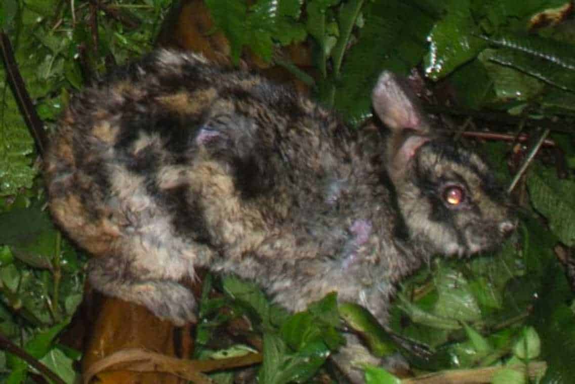 annamite striped rabbit