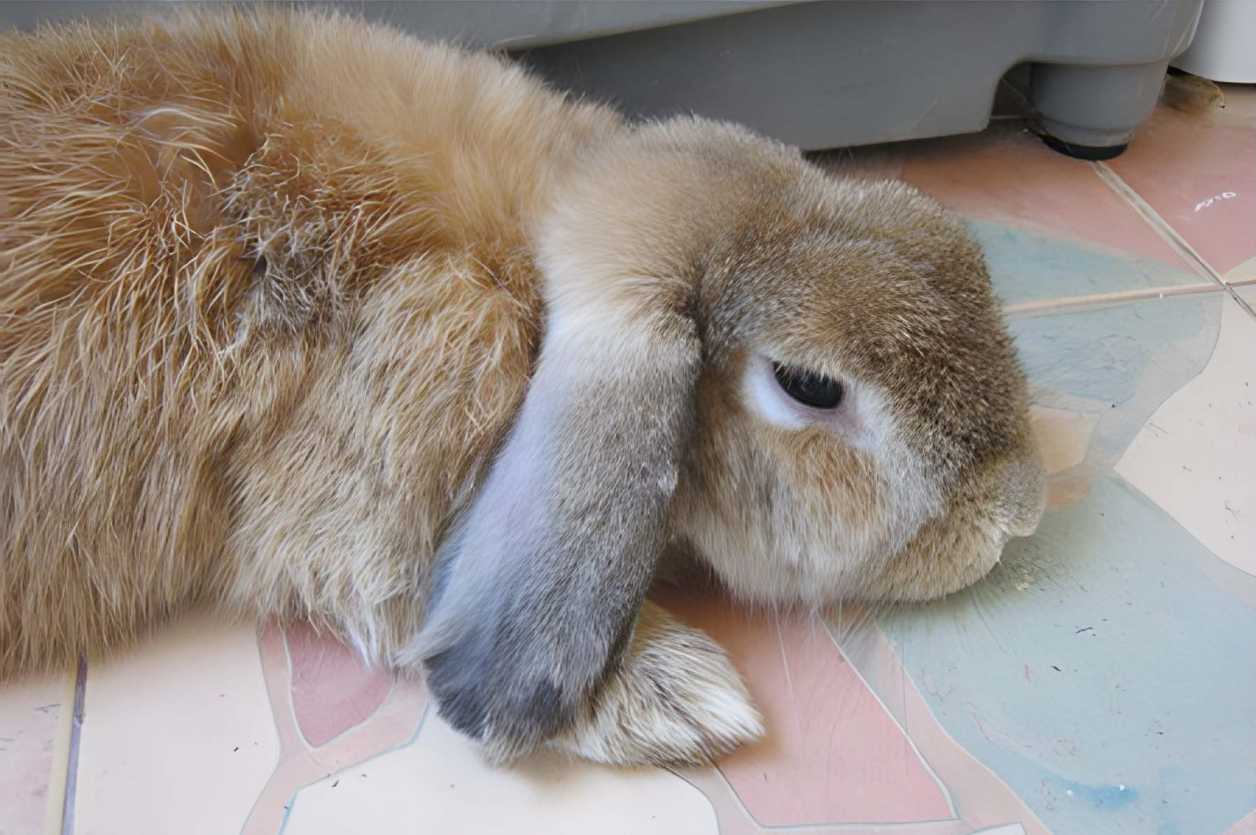 how to take care of a sick rabbit