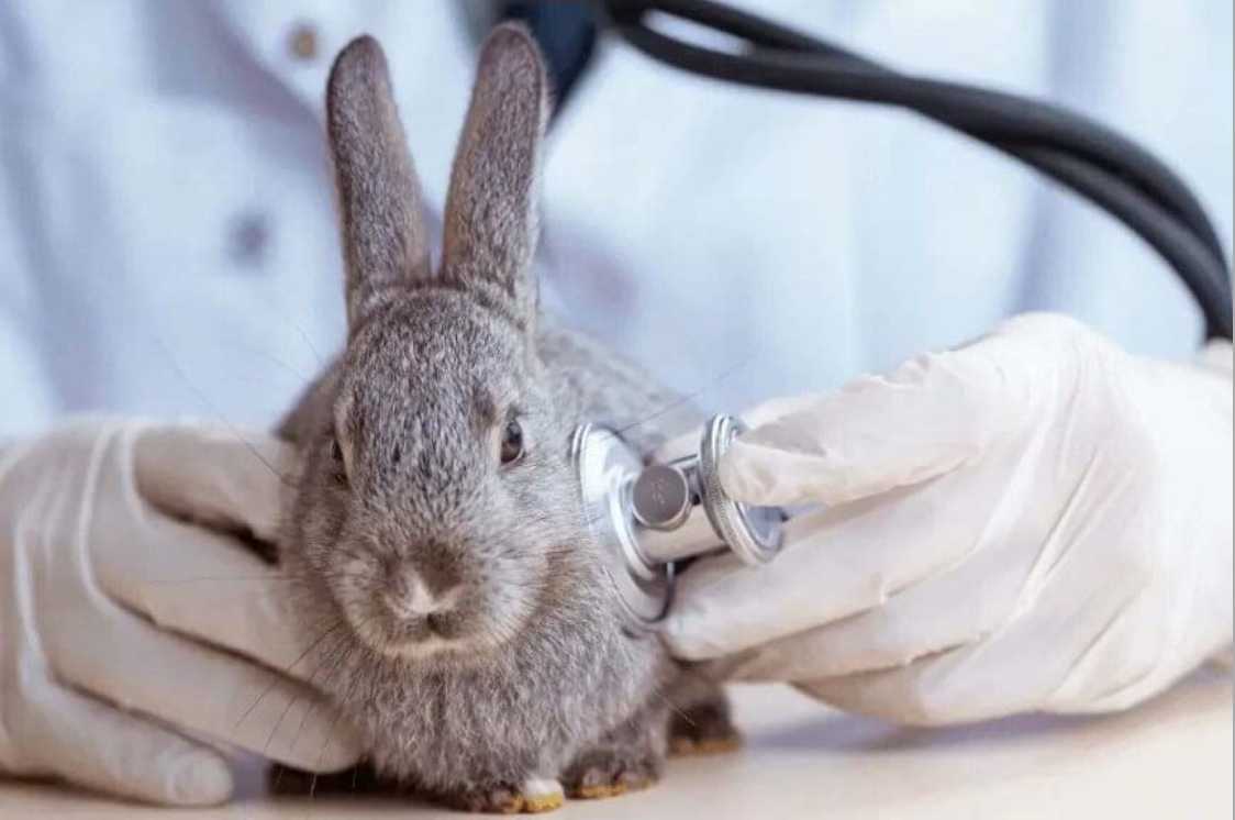 rabbit having a seizure