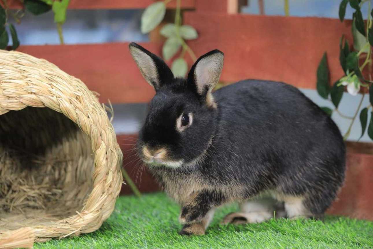 silver marten rabbit