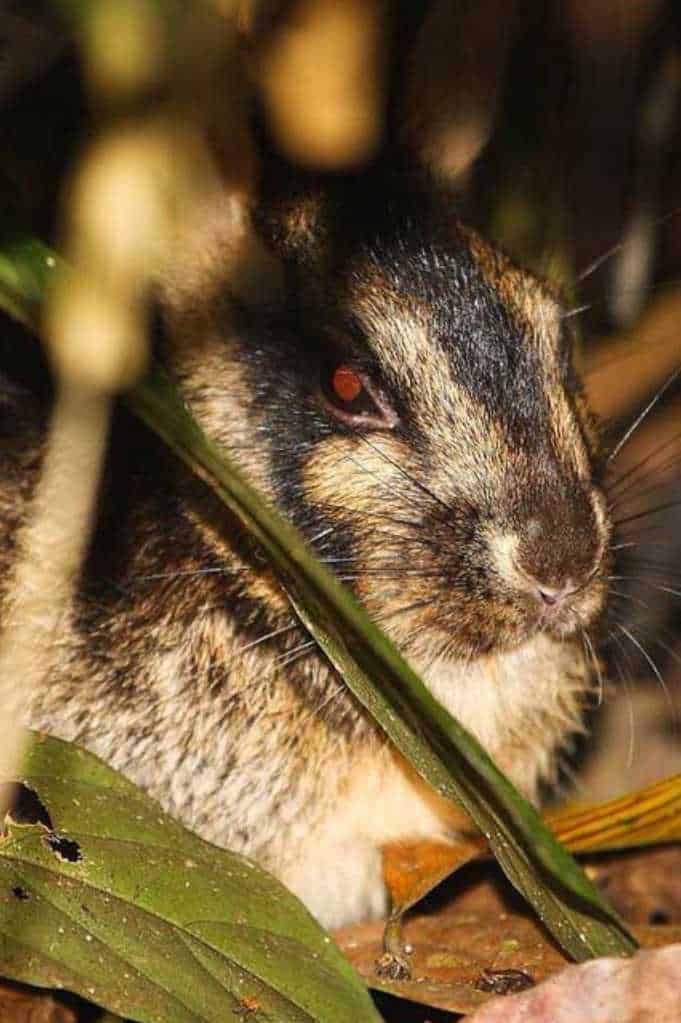 striped rabbit