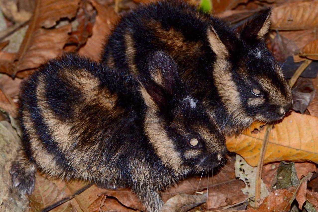 sumatran short eared rabbit