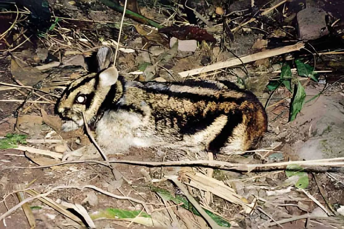 sumatran striped rabbit for sale