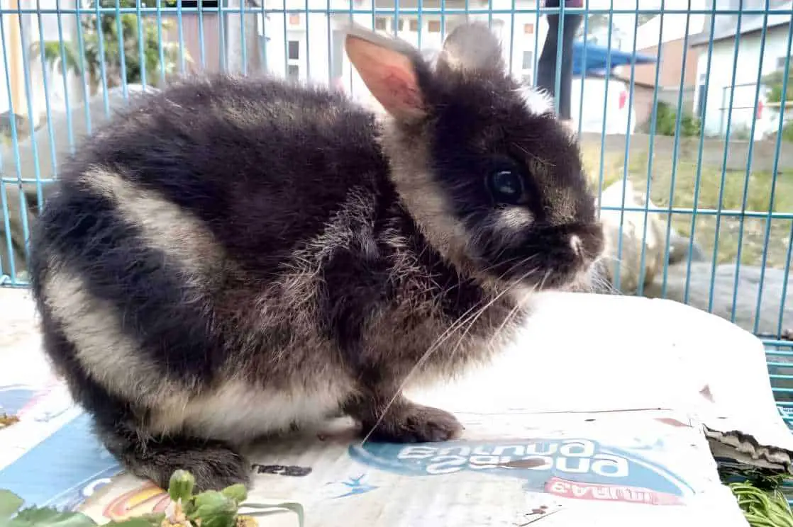 tiger striped bunny