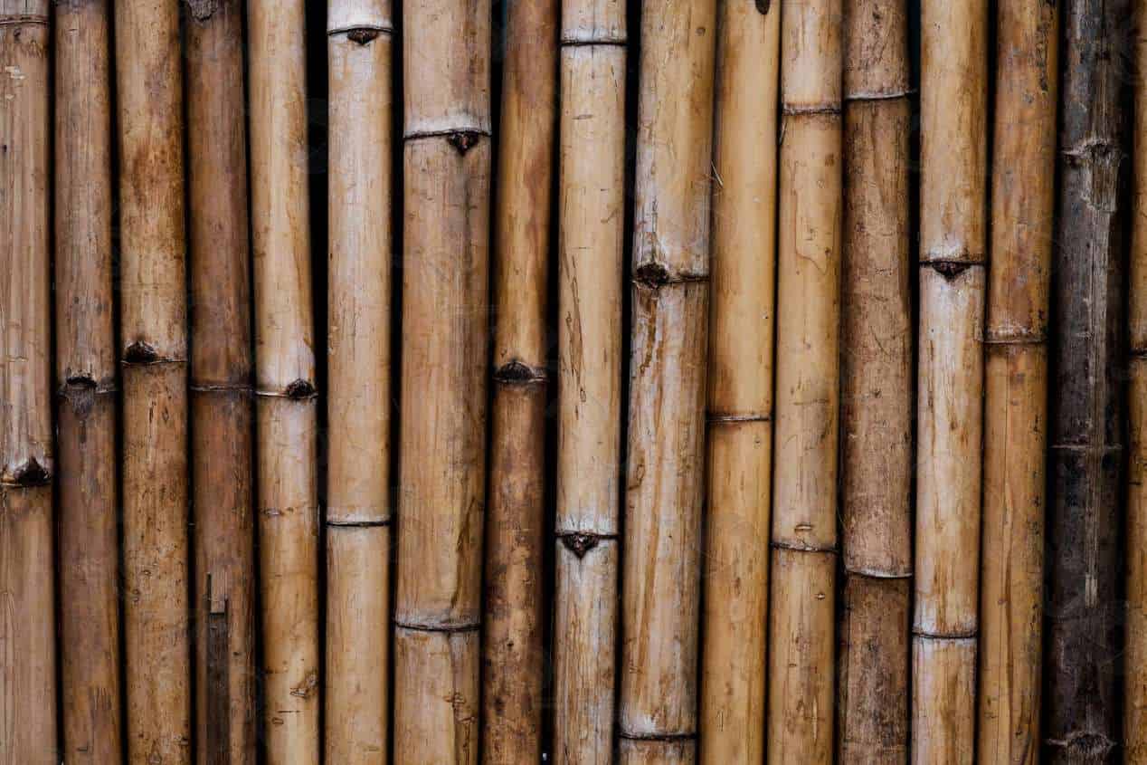 Bamboo