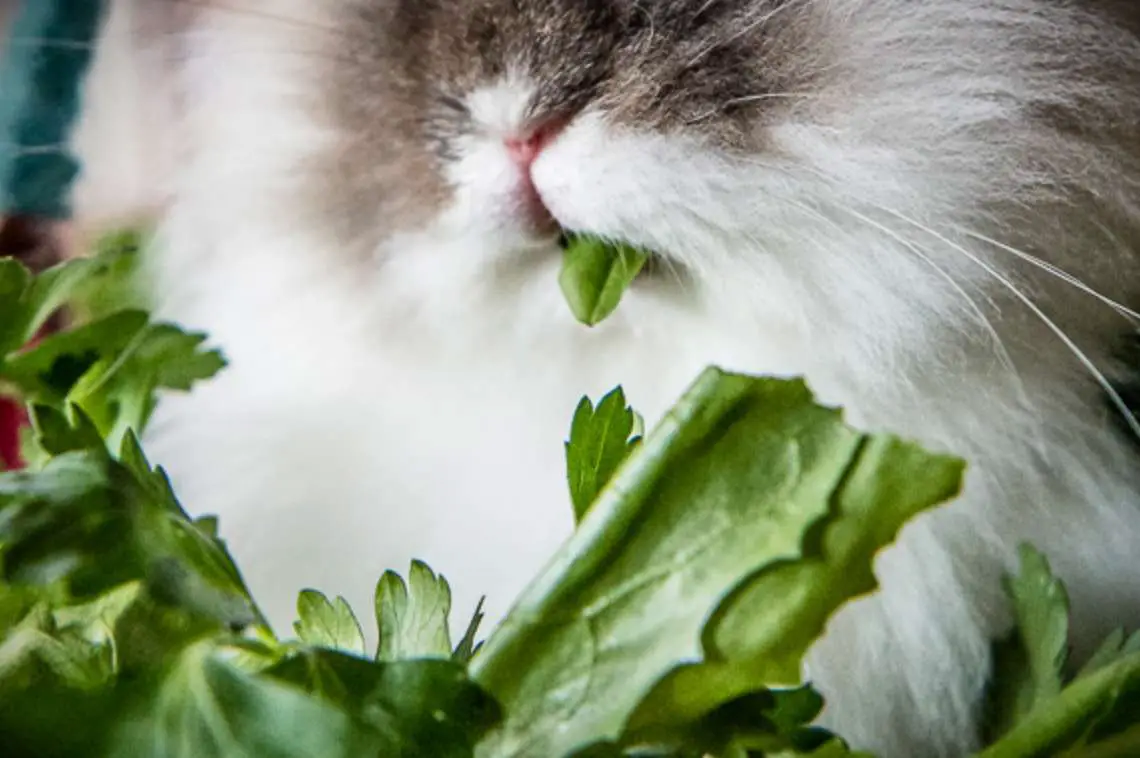 bunny eating popcorn