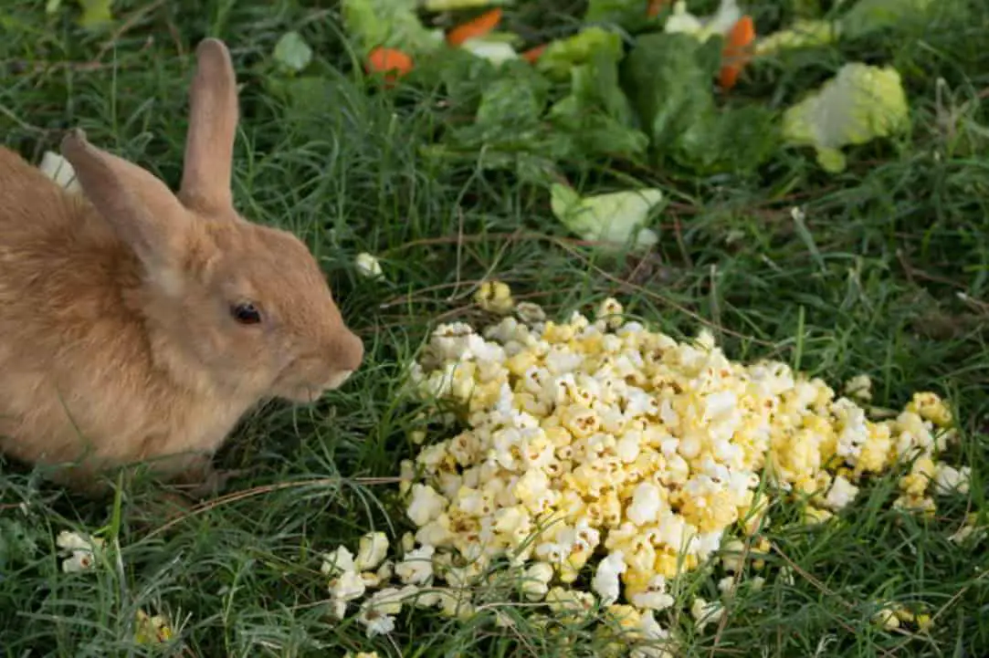 can rabbits eat popcorn kernels