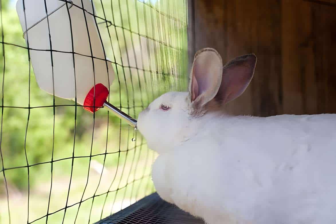 freeze proof rabbit water system