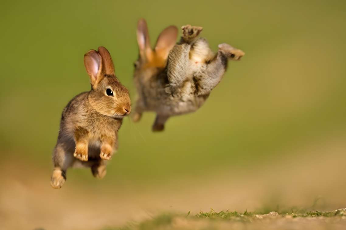 how high can a rabbit jump