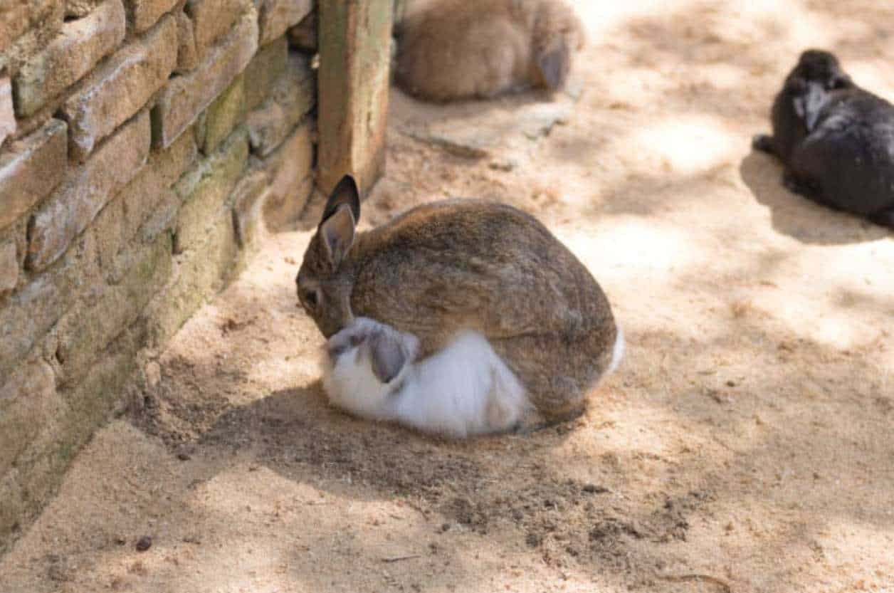 why do wild rabbits jump over each other