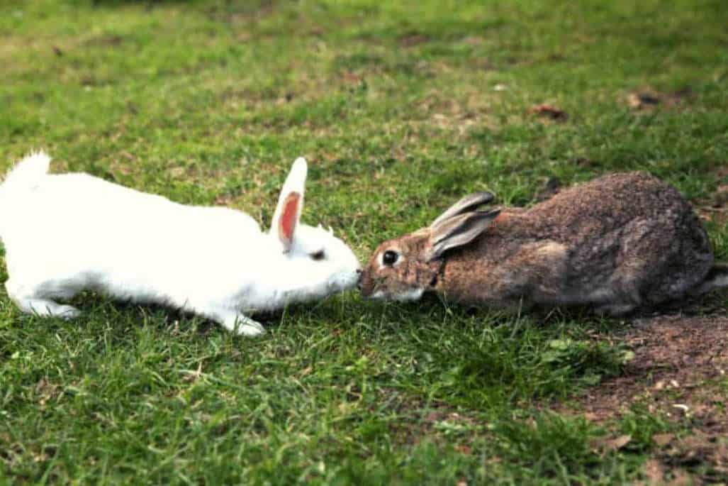 Managing Aggressive Rabbits