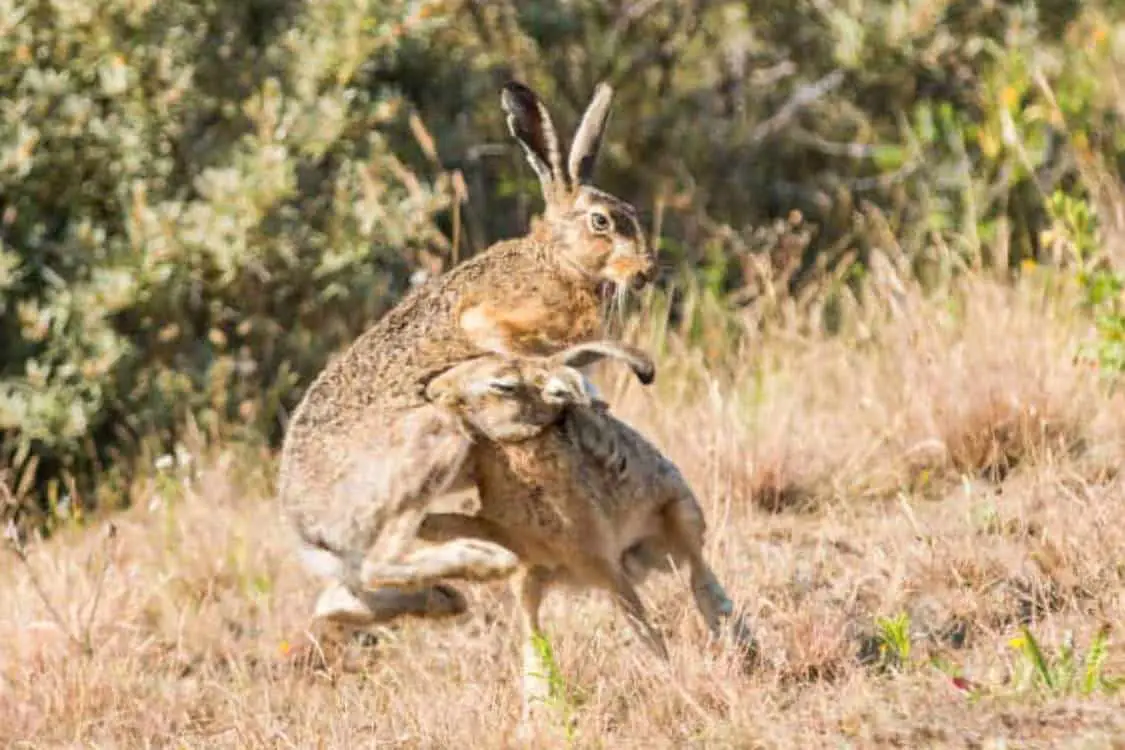 angry rabbit