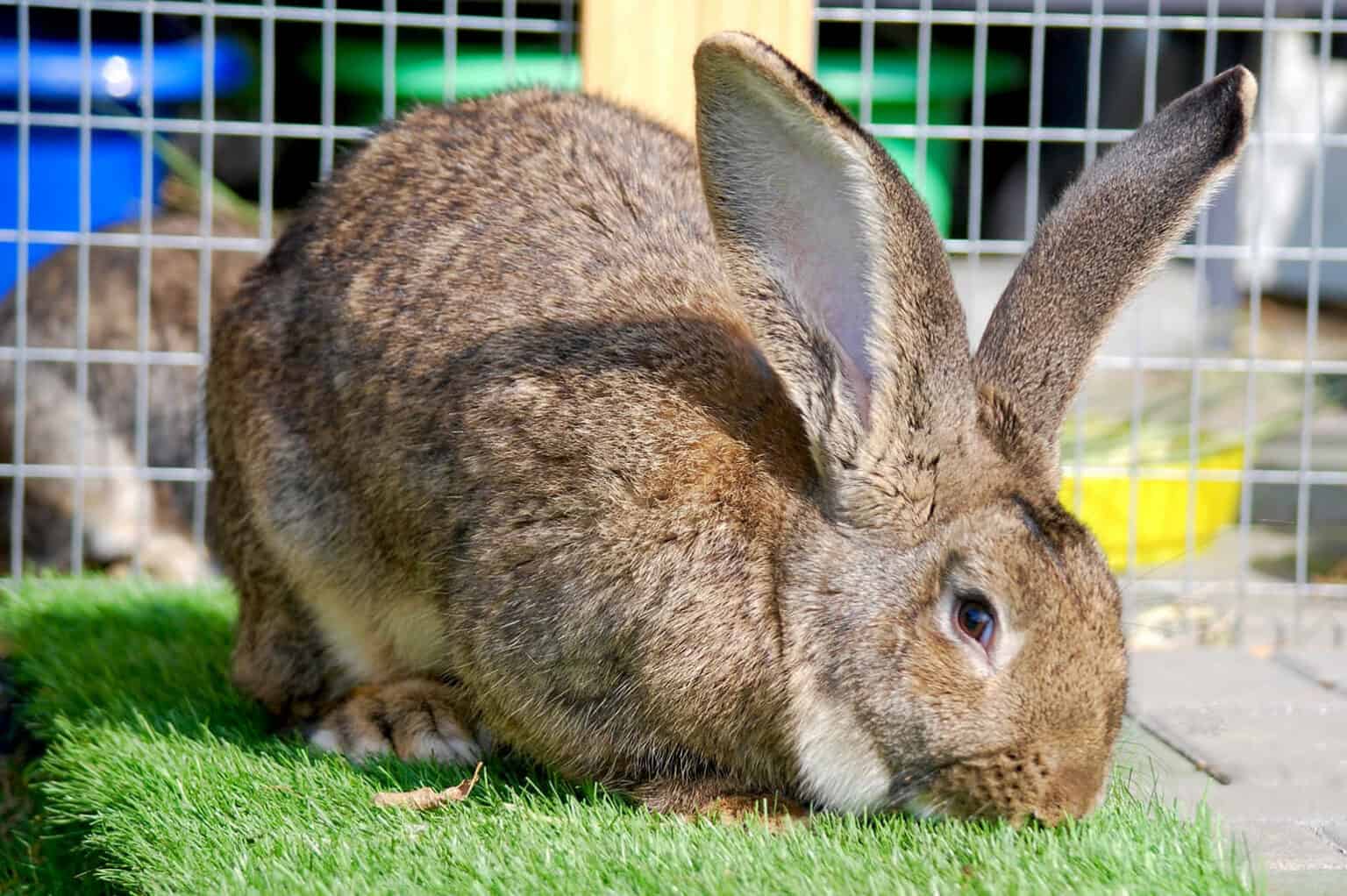 are Flemish Giant rabbits aggressive