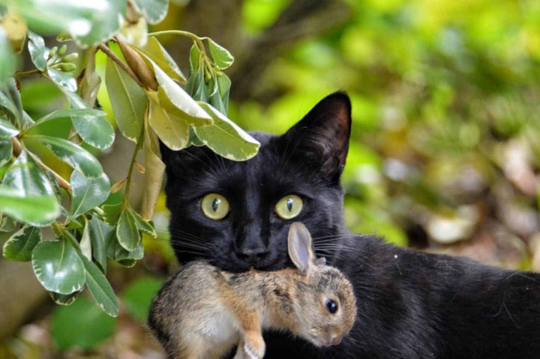 Do Cats Eat Rabbit Frequently Asked Questions