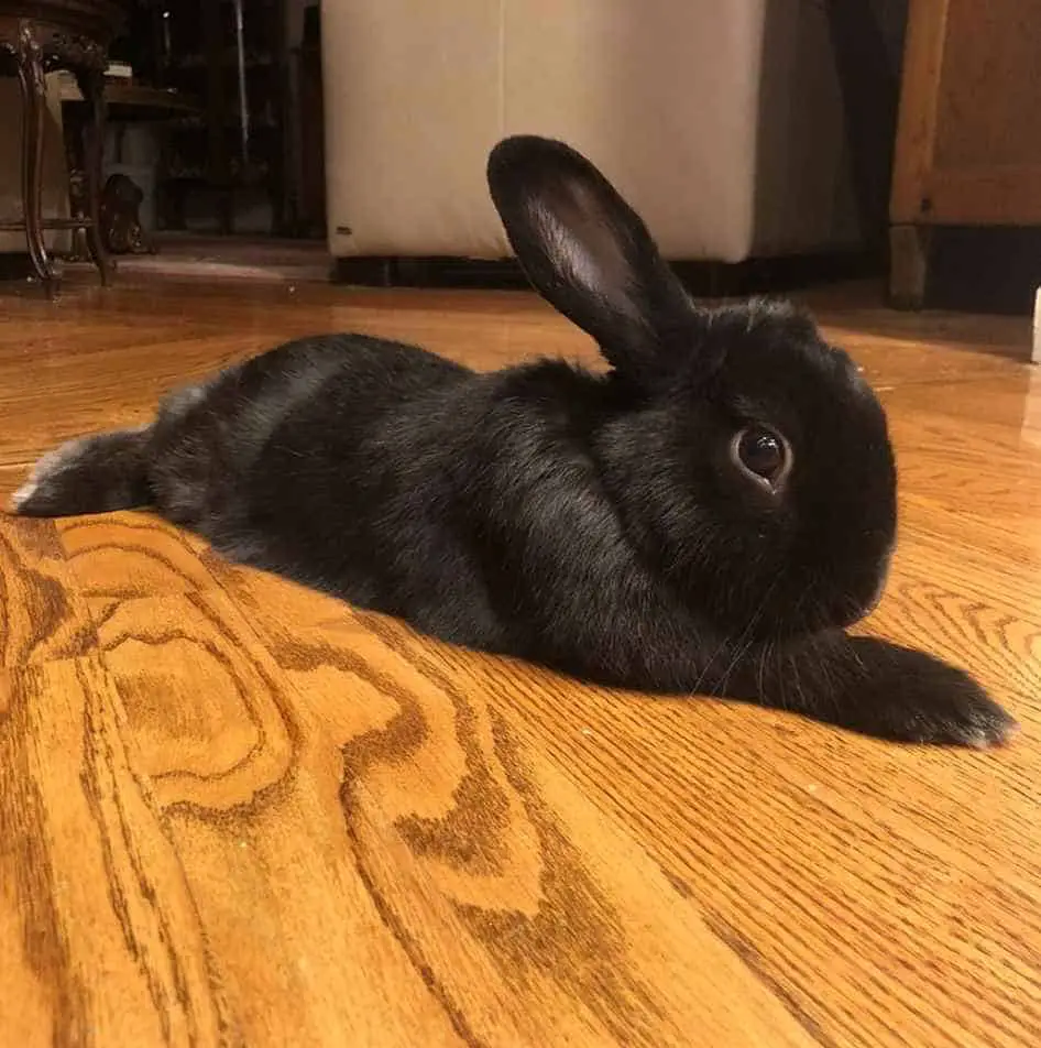 Havanarabbit