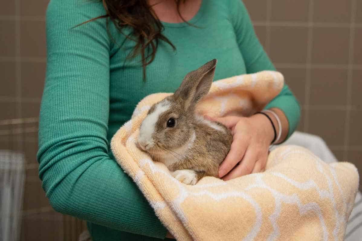 Signs of Friendliness in Rabbits