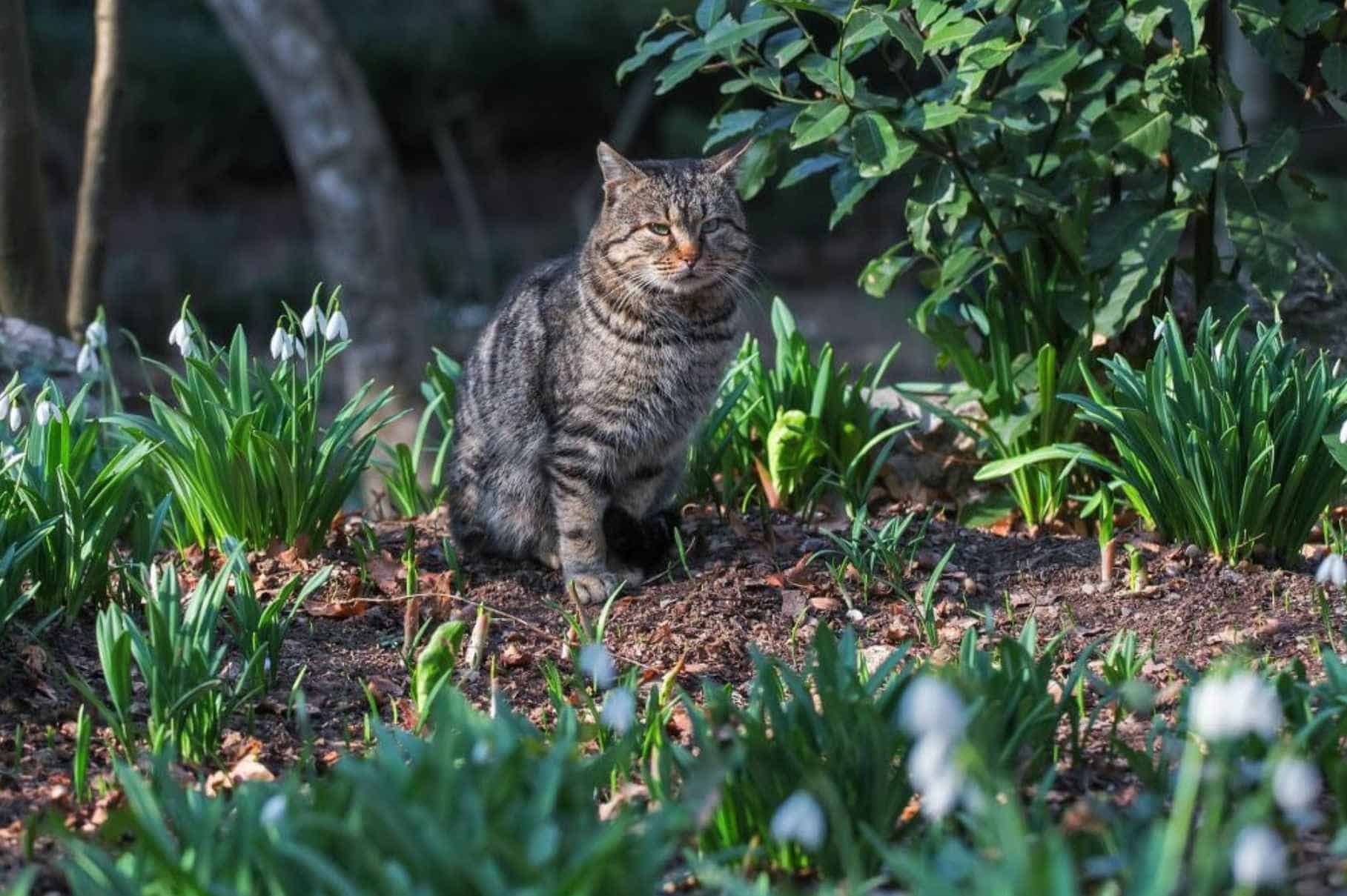 Use a Cat-repellant Plant