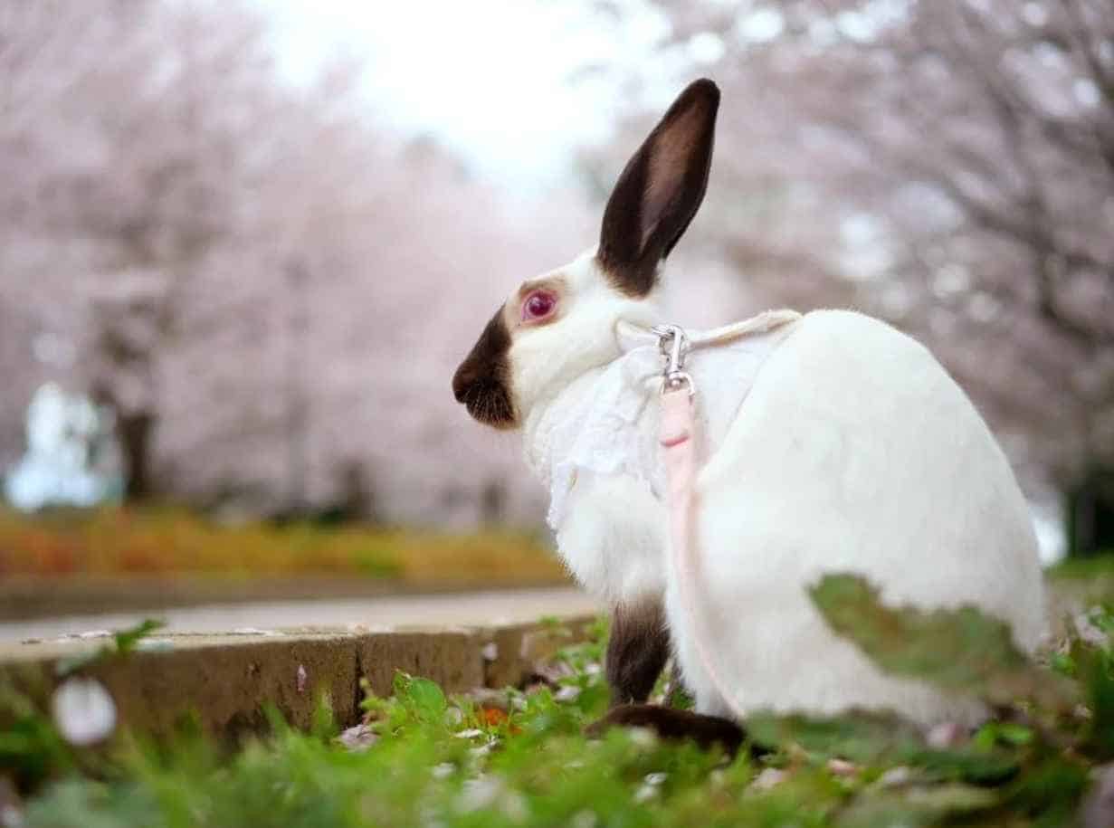 himalayanrabbit