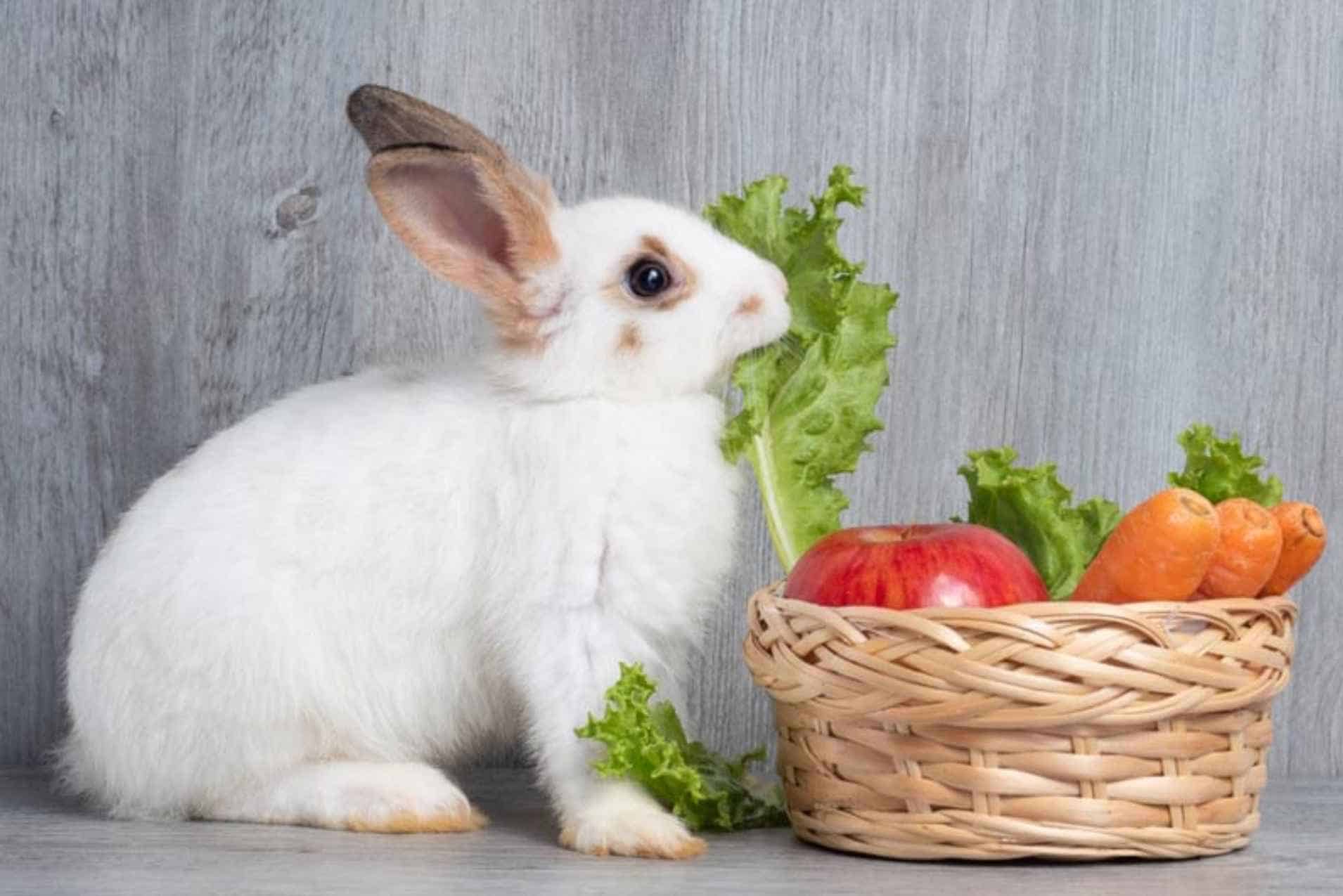 Understanding a Rabbit's Diet