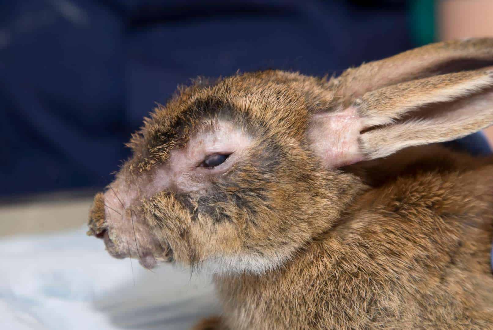 Worm Infestation in Rabbits